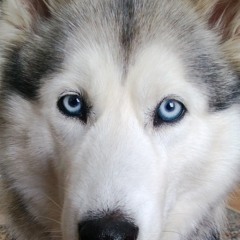 Sir Vash