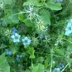 Tzipora Penina Kirschner