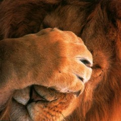 Lionheart0025