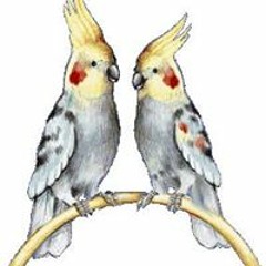 Jolanda van Genderen