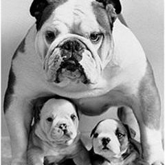 Amanda Bredell-Kinghorn