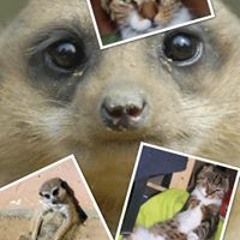 Neerods Erdmännchen