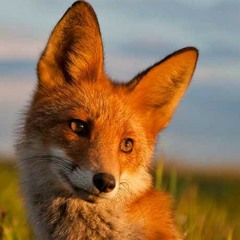 cleverfoxkid