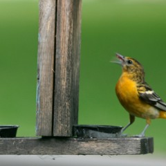 sabine tayna dickerson49