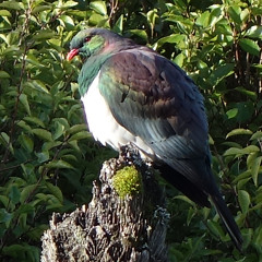 Woodpigeon