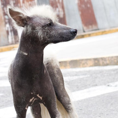 antonio.f