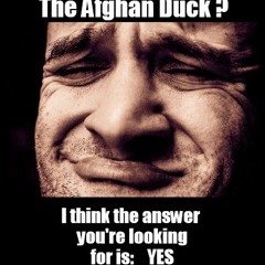 The Afghan Duck