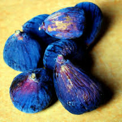 bluefig