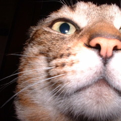 mindowsxp