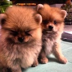 Psyche Anne Binucyawan