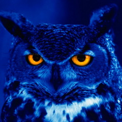 Nite Owl Management