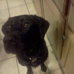 Chaz Pringle Can Brantner