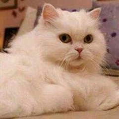 شعشاعى2