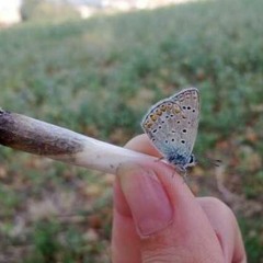 Spliff Moth
