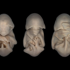 el asesino del romance