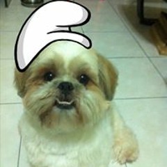 Kimi Hoo 1