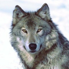 soulofwolf43315