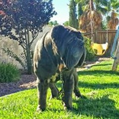 Mario BigMomo Rodriguez