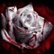 signlessrose