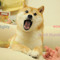 ThunderDogDJ