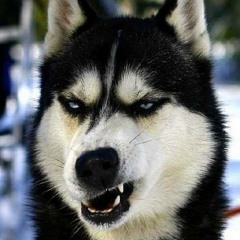 makintayer@gmail.com