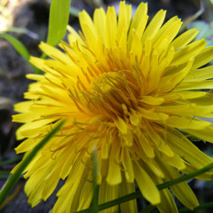 Thomas van der meulen 1