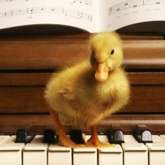 duck at the piano