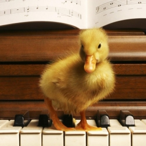 Stream duck at the piano music | Listen to songs, albums, playlists for  free on SoundCloud