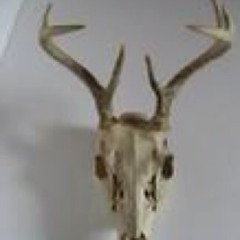 Animal Bones Collective