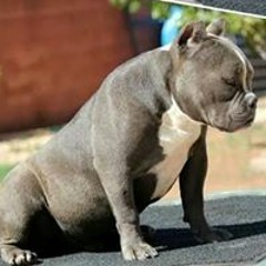 HighRoller Navarrete