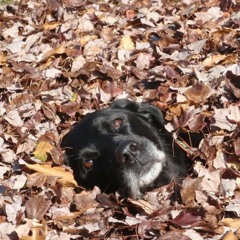 Rosemariesbebe Track 2