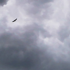 Howard Collingsworth