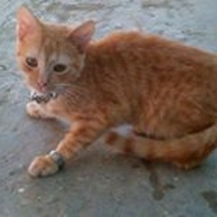 Stan Ley De Francois