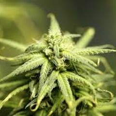 NorCalStoner