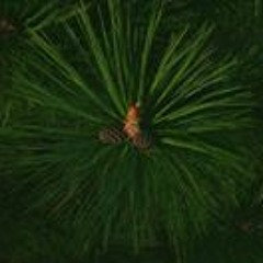 Amanda Tyler Thompson