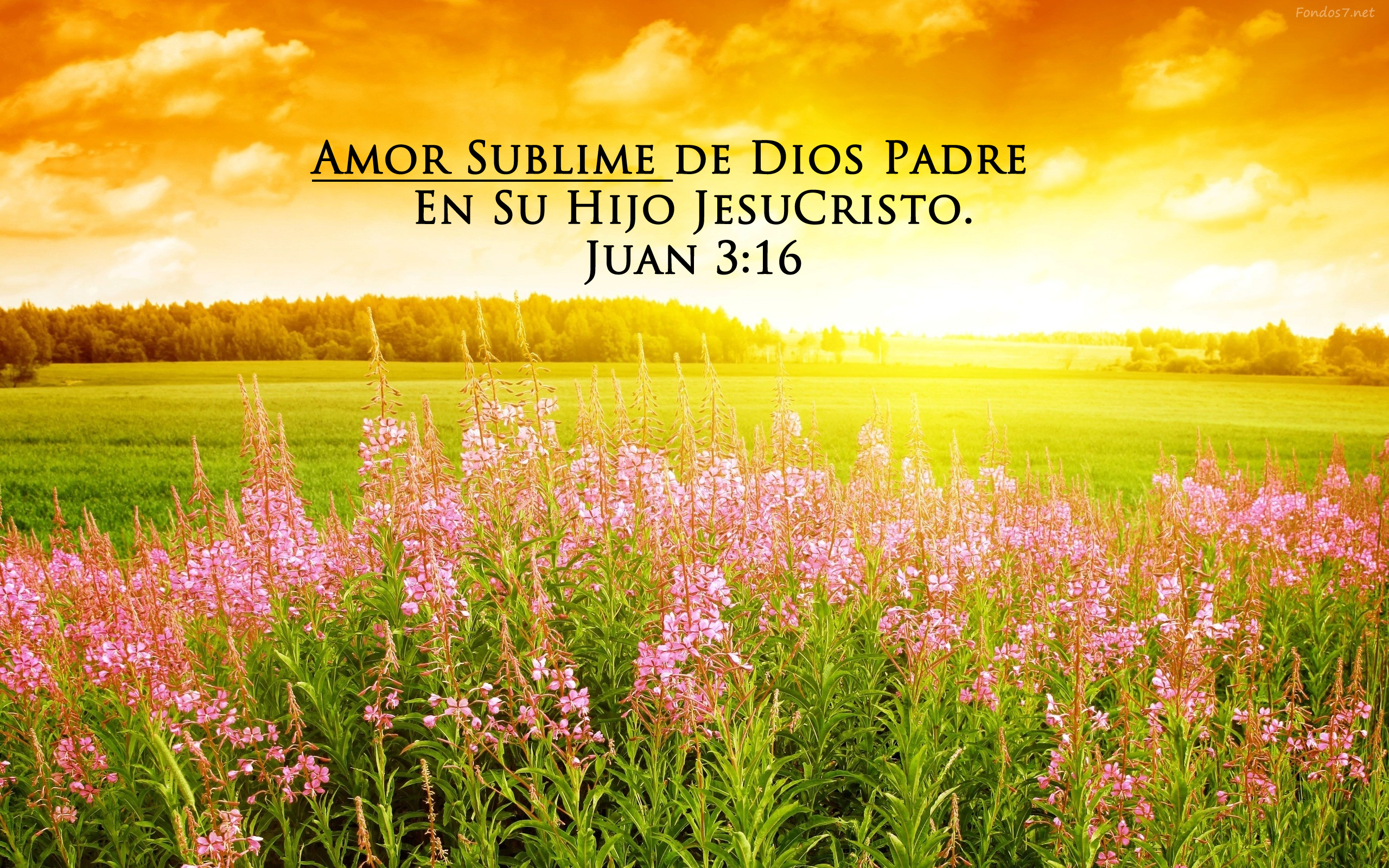 Amor Sublime (Predicas)