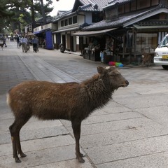 Gurihama