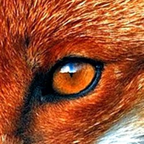 Friday's Fox’s avatar