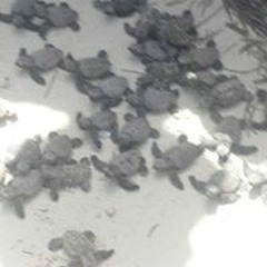 Perle Dequivre Niphon