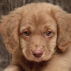 The poor Puppy