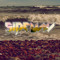 SIDEWAY's Music