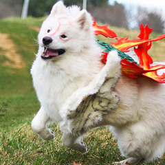 Omniscient Okami