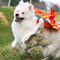 Omniscient Okami
