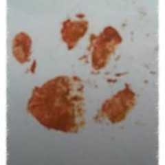 Janine Beatrice Holstein