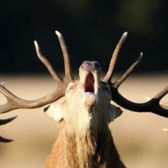 MØⱢⱢΫ K. ϨⱣØЯЄ