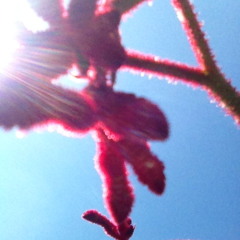 Margaret Bradley ArimbaCE