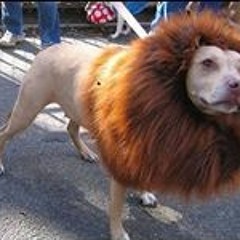 Foo Fighters Concert 2015~ NY, Queens