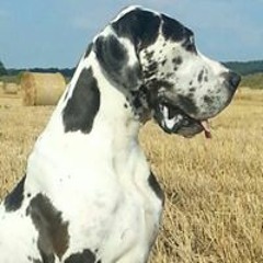 Fandorin Erast Olvig