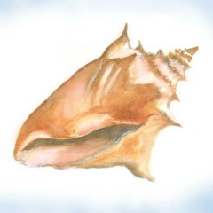 «◊ CONCH ◊»