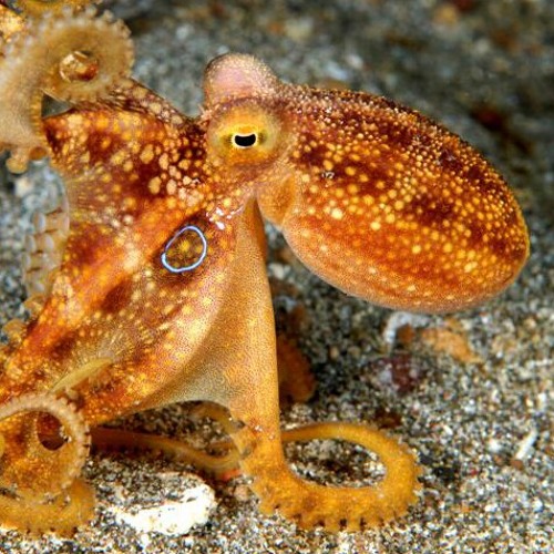 small_octopus’s avatar